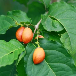 Peanut Butter Fruit Tree -Foliagez Sales Peanut Butter Tree 1 FGT