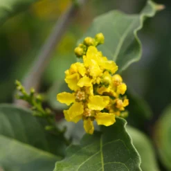 Peanut Butter Fruit Tree -Foliagez Sales Peanut Butter Tree 7