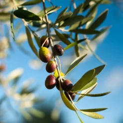 Pendolino Olive Tree -Foliagez Sales Pendolino Olive