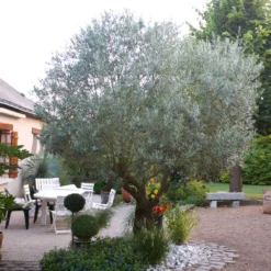 Pendolino Olive Tree -Foliagez Sales Pendolino Olive FGT 3