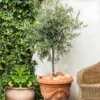 Pendolino Olive Tree 2 Pendolino Olive Tree -Foliagez Sales Pendolino Olive FGT 600x600 231f38ca 5d36 47ad 97c6 31ac8f015baf