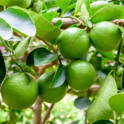 Persian 'Bearss' Lime Tree - USDA Organic -Foliagez Sales Persian Lime Tree 5 FGT 41a57d08 50dd 41a5 856b af8657a65429
