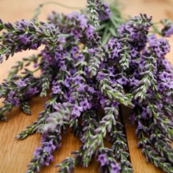 Phenomenal™ Lavender Plant -Foliagez Sales Phenomenal Lavender 3 FGT