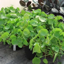 Pilea Peperomioides (Pancake Plant) -Foliagez Sales Pilea Pancake Plant 6