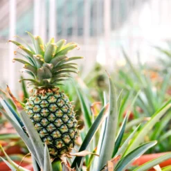 Best Seller -Foliagez Sales Pineapple 1