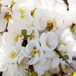 Pineapple Quince Tree 10 Pineapple Quince Tree -Foliagez Sales Pineapple Quince 1 FGT