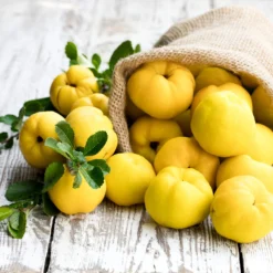 Pineapple Quince Tree 11 Pineapple Quince Tree -Foliagez Sales Pineapple Quince 4 FGT