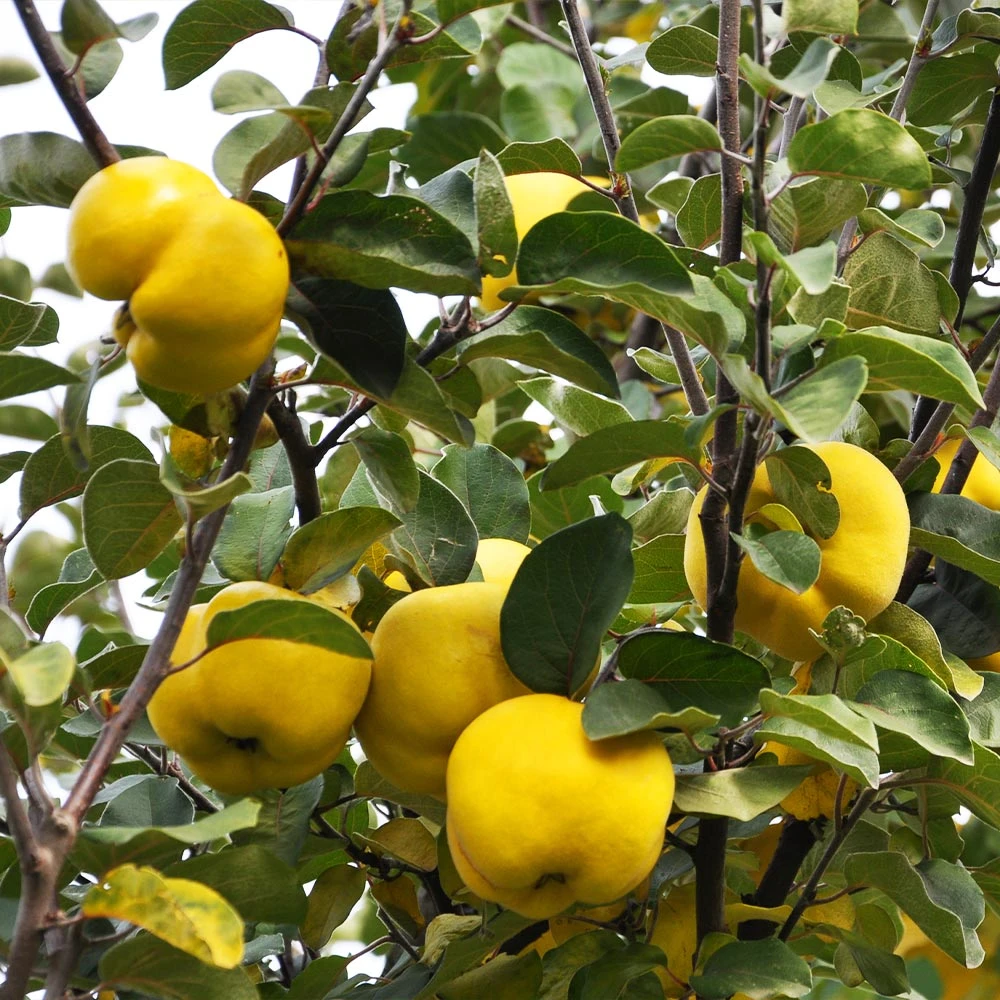 Pineapple Quince Tree 7 Pineapple Quince Tree - Image 5