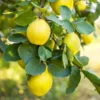 Pineapple Quince Tree -Foliagez Sales Pineapple Quince FGT 600x600 c9f82864 a730 4f25 b785 970b4c0a07c4