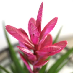 5-Inch Bromeliad In Decorative Pot 12 5-Inch Bromeliad In Decorative Pot -Foliagez Sales Pink Bromiliad 2 e1dd7faf b9f8 429e 84d5 7ce3076db5e3