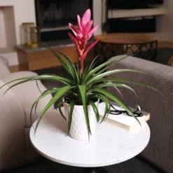 5-Inch Bromeliad In Decorative Pot 13 5-Inch Bromeliad In Decorative Pot -Foliagez Sales Pink Bromiliad 4