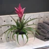 5-Inch Bromeliad In Decorative Pot -Foliagez Sales Pink Bromiliad 600x600 1
