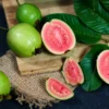 Tropical Pink Guava Tree -Foliagez Sales Pink Guava FGT 600x600 241d4b5b 612f 43eb 9e6d a98136a2444d