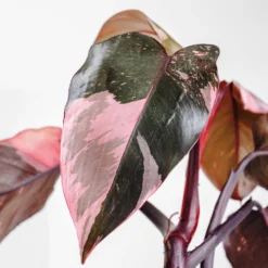 Pink Princess Philodendron -Foliagez Sales Pink Princess 2