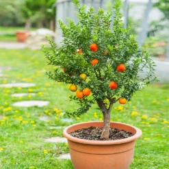 Best Seller -Foliagez Sales Pixie Mandarin Tree 1 FGT