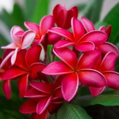 Plumeria 11 Plumeria -Foliagez Sales Plumeria 3