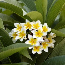 Plumeria 9 Plumeria -Foliagez Sales Plumeria white