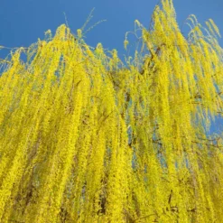 Prairie Cascade Weeping Willow 8 Prairie Cascade Weeping Willow -Foliagez Sales Prarie Cascade Willow 3 FGT