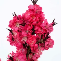 Ruby Ruffle™ Patio Peach Tree -Foliagez Sales Prunus RubyRuffles 2