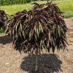 Ruby Ruffle™ Patio Peach Tree -Foliagez Sales Prunus RubyRuffles 3