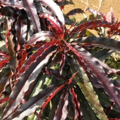 Ruby Ruffle™ Patio Peach Tree -Foliagez Sales Prunus RubyRuffles 6