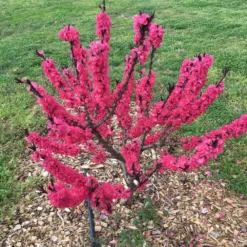 Ruby Ruffle™ Patio Peach Tree -Foliagez Sales Prunus RubyRuffles 7