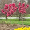 Ruby Ruffle™ Patio Peach Tree -Foliagez Sales Prunus RubyRuffles FGT 600x600 1744e450 9ff5 4e97 b1f2 8420542c2512