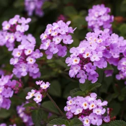 Purple Lantana -Foliagez Sales Purple Lantana 6 FGT