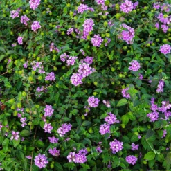 Purple Lantana -Foliagez Sales Purple Lantana 7 FGT