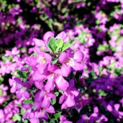 Purple Rain Texas Sage -Foliagez Sales Purple Rain Sage 3 FGT