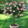 Rainbow Knock Out® Rose Tree -Foliagez Sales Rainbow Knock Out Rose Tree 350 THUMBNAIL FGT