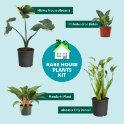 Rare House Plant Kit -Foliagez Sales RareHousePlantKitGraphic