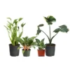Rare House Plant Kit -Foliagez Sales Rare House Plant 600x600 d015dd8a 6c8e 4279 9933 bd5f2fe9ec3f