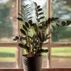 Raven ZZ Plant -Foliagez Sales Raven ZZ 1