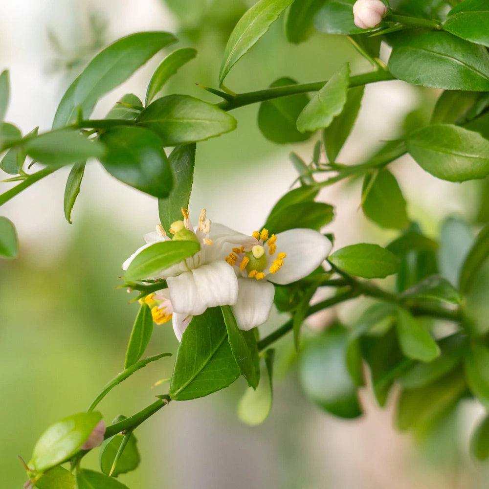 Red Finger Lime Tree 5 Red Finger Lime Tree - Image 3