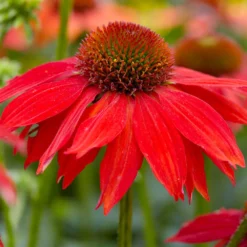 Sombrero® Salsa Red Coneflower 9 Sombrero® Salsa Red Coneflower -Foliagez Sales Red Salsa Coneflower 2 FGT