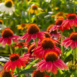 Sombrero® Salsa Red Coneflower 11 Sombrero® Salsa Red Coneflower -Foliagez Sales Red Salsa Coneflower 6 FGT