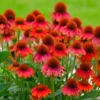 Sombrero® Salsa Red Coneflower -Foliagez Sales Red Salsa Coneflower FGT 600x600 f0022c1c 6993 49af 9d21 b0159e82bad2