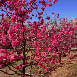 Best Seller 23 Red Baron Peach Tree