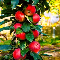 North Pole Columnar Apple Tree 8 North Pole Columnar Apple Tree -Foliagez Sales Red Columnar Apple 3