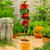 North Pole Columnar Apple Tree -Foliagez Sales Red Columnar Apple FGT 600x600 e47a1048 34b5 4ec4 a667 9e4025eb58f5