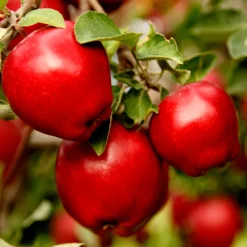 Apple Pollinator Pack -Foliagez Sales Red Delicious Apple 1