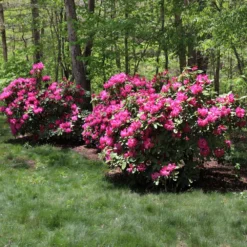 Red Rhododendron Shrub -Foliagez Sales Red Rhododendron 1 FGT