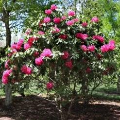 Red Rhododendron Shrub -Foliagez Sales Red Rhododendron 3
