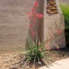 Red Yucca Plant -Foliagez Sales Red Yucca FGT 600x600 80b00be4 717d 4c3e ab0e afc2a46922ff