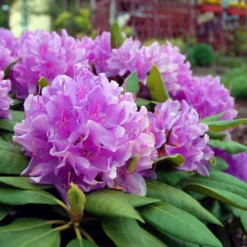 Lavender Rhododendron Shrub -Foliagez Sales Rhododendron Lavender 3 FGT