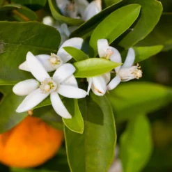 Robertson Navel Orange -Foliagez Sales Robertson Navel Orange 1