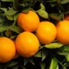 Robertson Navel Orange -Foliagez Sales Robertson Navel Orange FGT 600x600 a9f66161 ec44 4cfb 838f b40ef8e18604