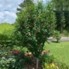 Red Rose Of Sharon Althea Tree -Foliagez Sales Rose of Sharon Althea Red Tree 600x600 f0c44396 e43e 42c7 a4c6 6f3d58fc7722
