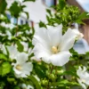 White Rose Of Sharon Althea Tree -Foliagez Sales Rose of Sharon Tree White FGT sinlge 600x600 ce00831d 236e 4a00 ae4d 382b590a5bd4